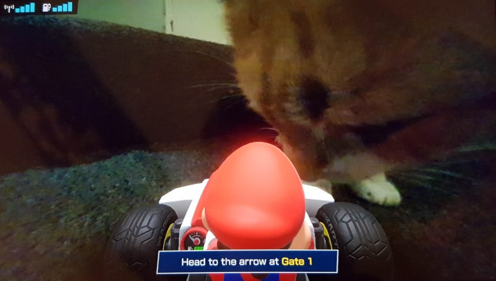 Mario Kart Live cat
